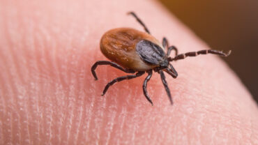 Female deer tick on skin of human finger. Ixodes ricinus or scapularis. Close-up of parasitic mite in dynamic motion on fingertip