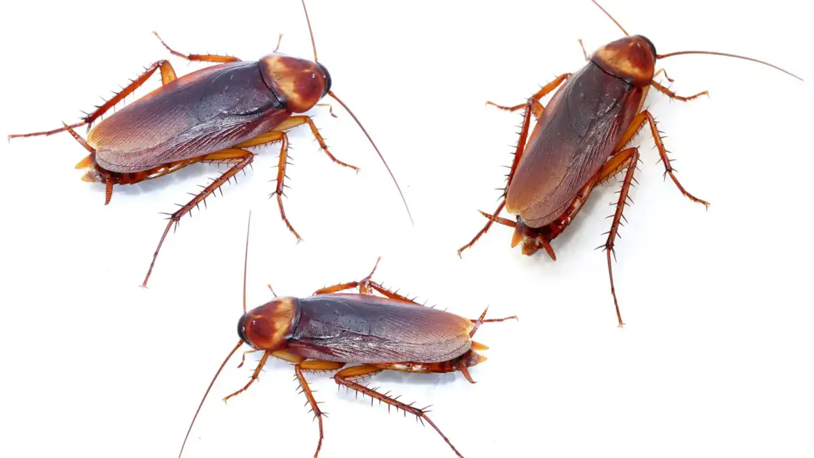 3 cockroaches