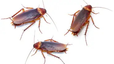 3 cockroaches