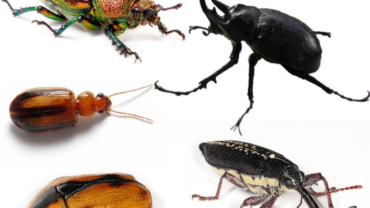 different types of beetles 5
