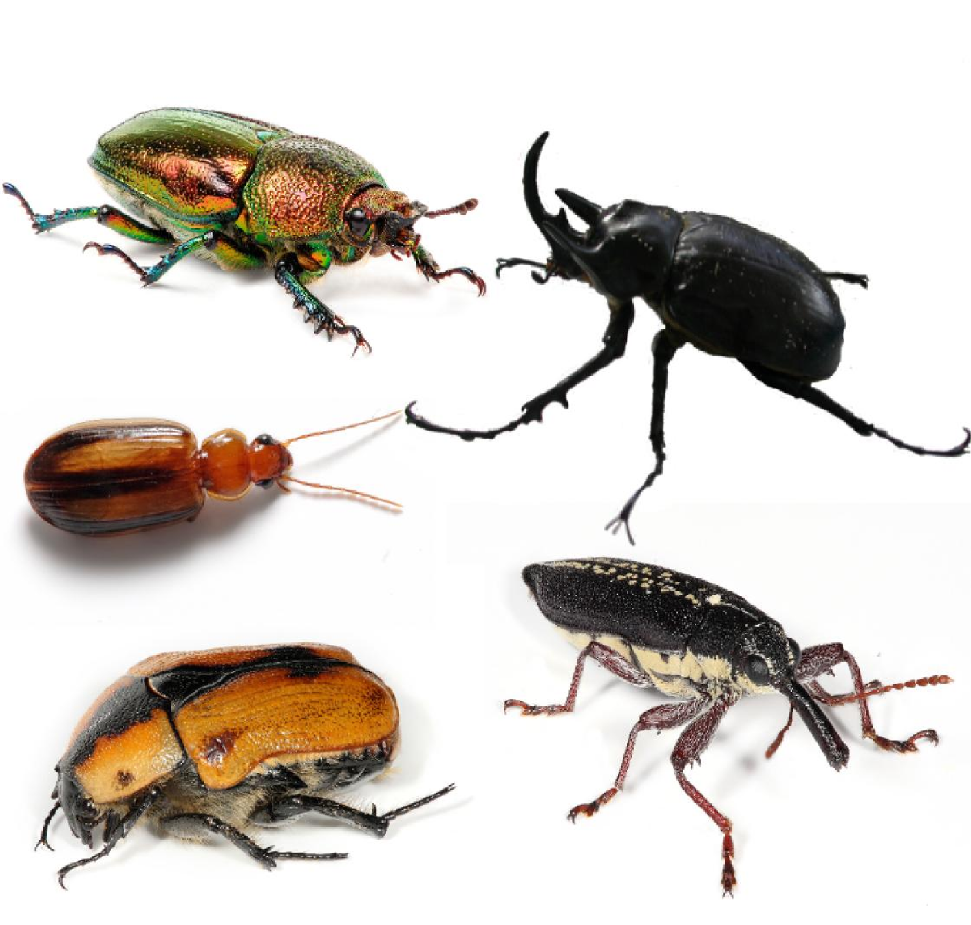 Beetles