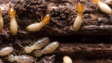 termites in wood