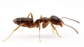 odorous ant